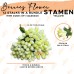 Stamen